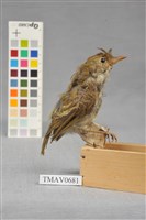 藏品(綠畫眉)的圖片